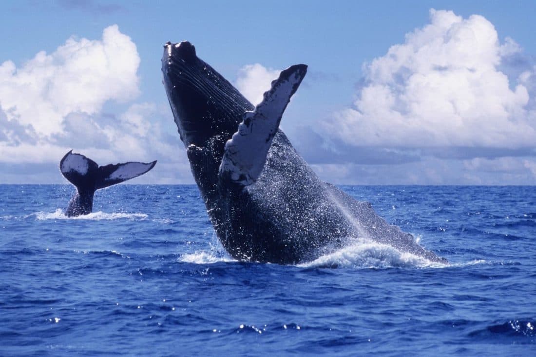 Catch the Whales cruising by Rocky Point, Mexico before they are gone!